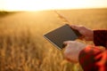 Smart farming using modern technologies in agriculture. Man agronomist farmer with digital tablet computer in wheat