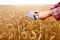 Smart farming using modern technologies in agriculture. Man agronomist farmer touches and swipes the app on digital