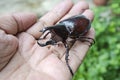 Smart female Siamese rhinoceros beetle in hand Royalty Free Stock Photo