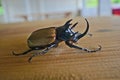 Smart five horn stag beetle close up
