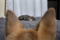 Curious dog watching cat sleeping on bed Royalty Free Stock Photo