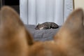 Curious dog watching cat sleeping on bed Royalty Free Stock Photo