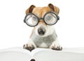 Smart fun dog is Studying Royalty Free Stock Photo