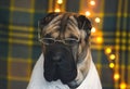 Smart and funny brown Shar Pei sits in glasses and in a sweater.