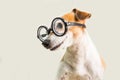 Smart funny dog in glasses lookoing to side. Well educated back to school theme