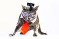 smart gray cat in a wizard\'s hat and a red tie like Trump.