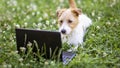 Smart happy puppy looking to a laptop in the grass, pet training concept