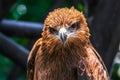 A smart hawk.