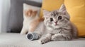 Smart home security camera rests on a table while a curious cat explores the cozy room with soft cushions in the Royalty Free Stock Photo