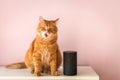 smart home voice activated speaker in lounge with cat. pet talking to Amazon Alexa Echo Dot. Smart home concept. modern Royalty Free Stock Photo