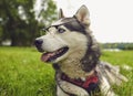 A smart husky dog in glasses looks at the camera while lying on the grass in nature