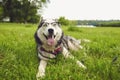 A smart husky dog in glasses looks at the camera while lying on the grass in nature