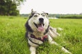 A smart husky dog in glasses looks at the camera while lying on the grass in nature