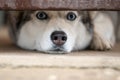 Smart husky dog looking under the fence hole Royalty Free Stock Photo