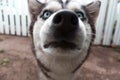 A smart husky dog in looks at the camera. Selective focus on eyes