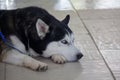 Smart husky lies on the floor