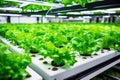 Smart Indoor Farming, Automated Watering System in Action