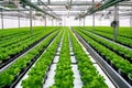 Smart Indoor Farming, Automated Watering System in Action