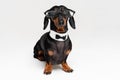 Smart intelligent dog dachshund with glasses ,bow tie and white collar, isolated on gray background Royalty Free Stock Photo