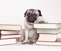 Smart intelligent pug puppy dog with reading glasses, sitting down between piles of books Royalty Free Stock Photo