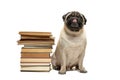 Smart intelligent pug puppy dog sitting down between piles of books, on white background Royalty Free Stock Photo