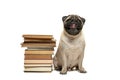 Smart intelligent pug puppy dog sitting down between piles of books, on white background Royalty Free Stock Photo