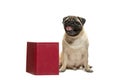 Smart intelligent pug puppy dog sitting down between piles of books, on white background Royalty Free Stock Photo