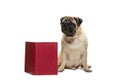 Smart intelligent pug puppy dog sitting down between piles of books, on white background Royalty Free Stock Photo