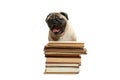 Smart intelligent pug puppy dog sitting down between piles of books, on white background Royalty Free Stock Photo