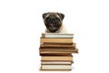 Smart intelligent pug puppy dog sitting down between piles of books, on white background Royalty Free Stock Photo