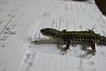 Lizard studyng thermodynamics