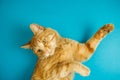 Smart long eared tabby cat with scornful look posing Royalty Free Stock Photo