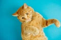 Smart long eared tabby cat with scornful look posing Royalty Free Stock Photo