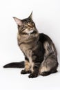 Smart longhair cat breed Maine Shag Cat sitting on white background. Studio shot