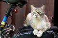 Smart look green-eyed cat on bicycle Royalty Free Stock Photo