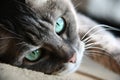 Smart look green-eyed cat Royalty Free Stock Photo