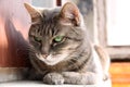 Smart look green-eyed cat Royalty Free Stock Photo