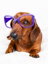 Smart looking dog Royalty Free Stock Photo