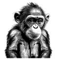 Smart Monkey sketch hand drawn in doodle style Vector illustration