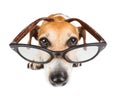 Smart nerd dog