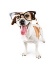 Smart nerd dog