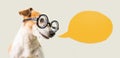 Smart nerd dog jack russell terrier in glasses and speech bubble. Gray and orange