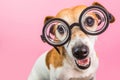 Smart nerd funny dog in round glasses. Back to school. Pink background