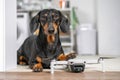 Smart obedient dachshund on floor, dogs paw lies on drone. Modern technology and the robotization of human everyday life.