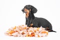 Smart obedient dachshund lies on soft washable snuffle rag rug for hiding dried treats for dogs nose work on white Royalty Free Stock Photo