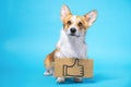 Smart obedient welsh corgi pembroke or cardigan dog stands with drawn thumb up as a LIKE on cardboard plate on his neck Royalty Free Stock Photo