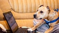 Smart pet dog using laptop computer Royalty Free Stock Photo