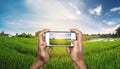 Smart phone in hand with rice field panorama in sunset Royalty Free Stock Photo