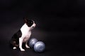 Smart puppy dog, boston terrier with sports equipment. Sport, fitness, bodybuilding concept.