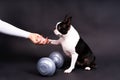 Smart puppy dog, boston terrier with sports equipment. Sport, fitness, bodybuilding concept.